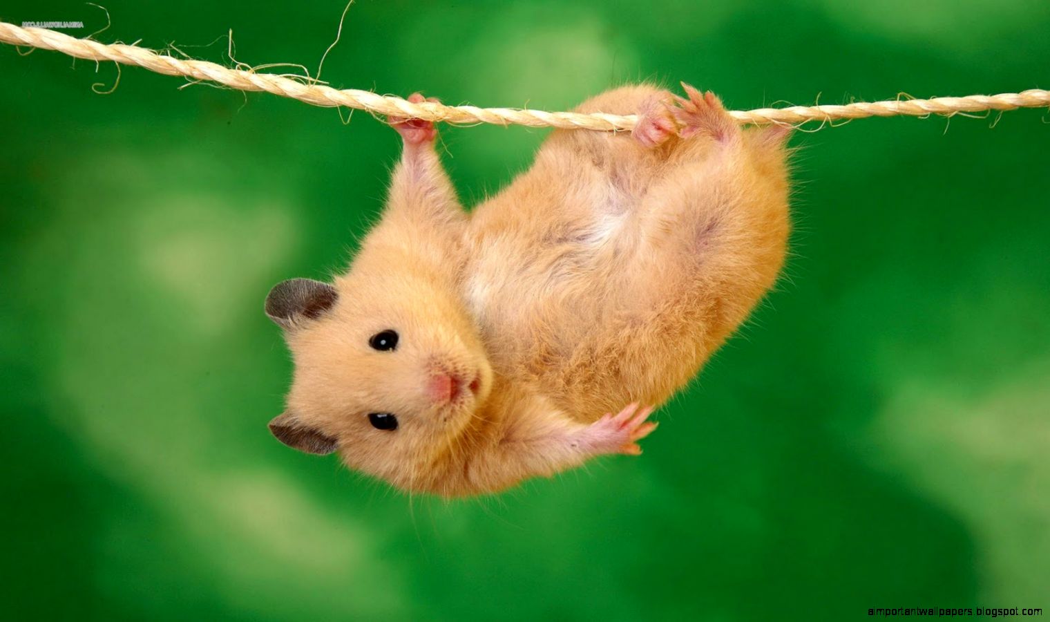Cute Little Hamster