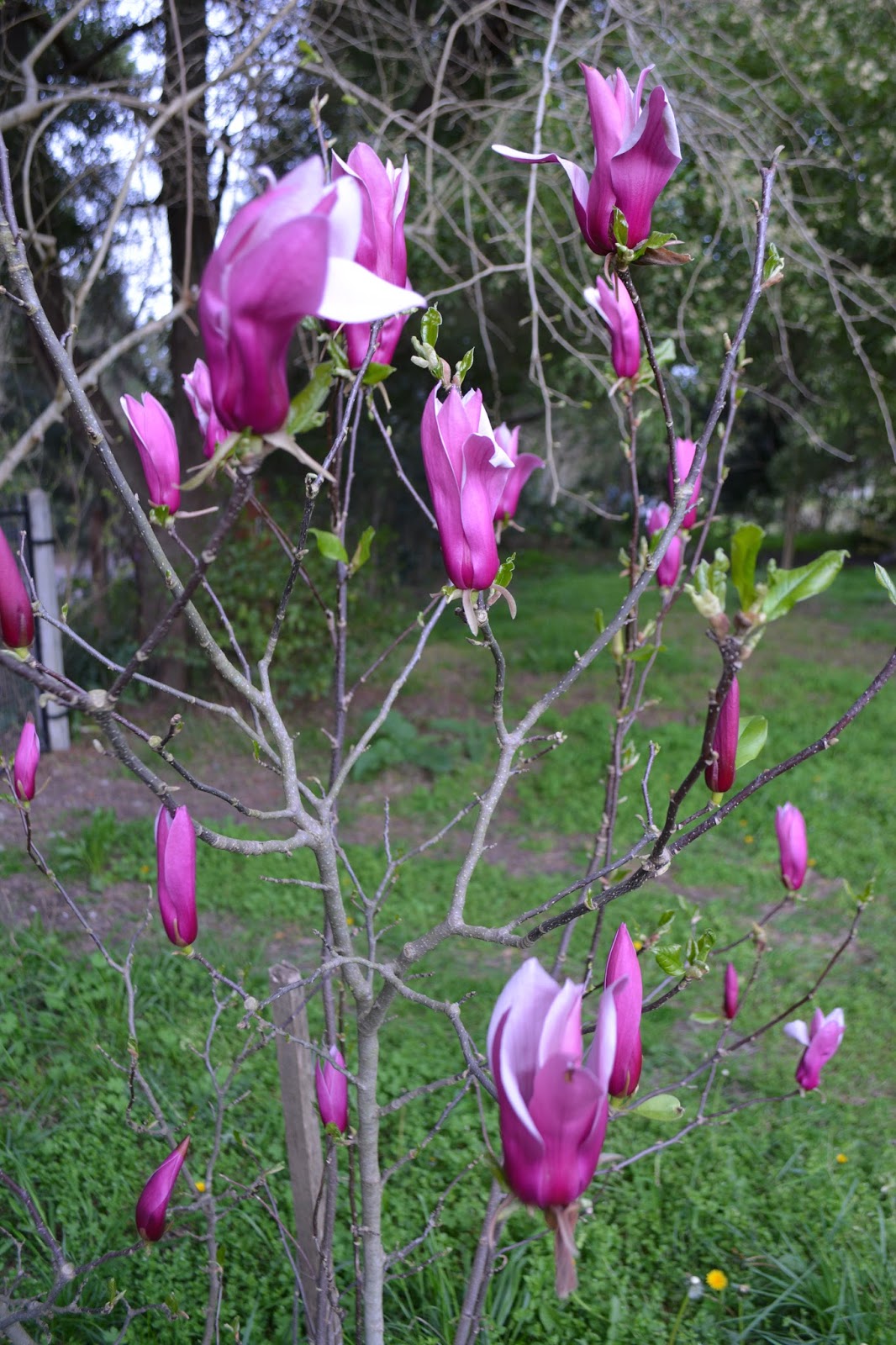 Magnolia púrpura. Flor tonos rosas, arbusto proterante. Magnolia liliiflora.