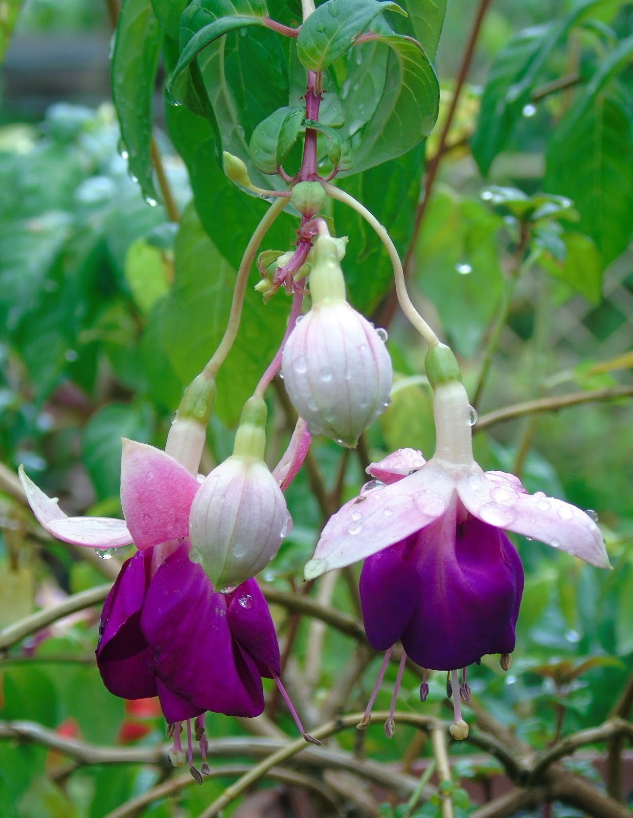 Brinco-de-princesa (Fuchsia spp.) | A planta da vez