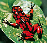 Poison Dart Frog Red and Black