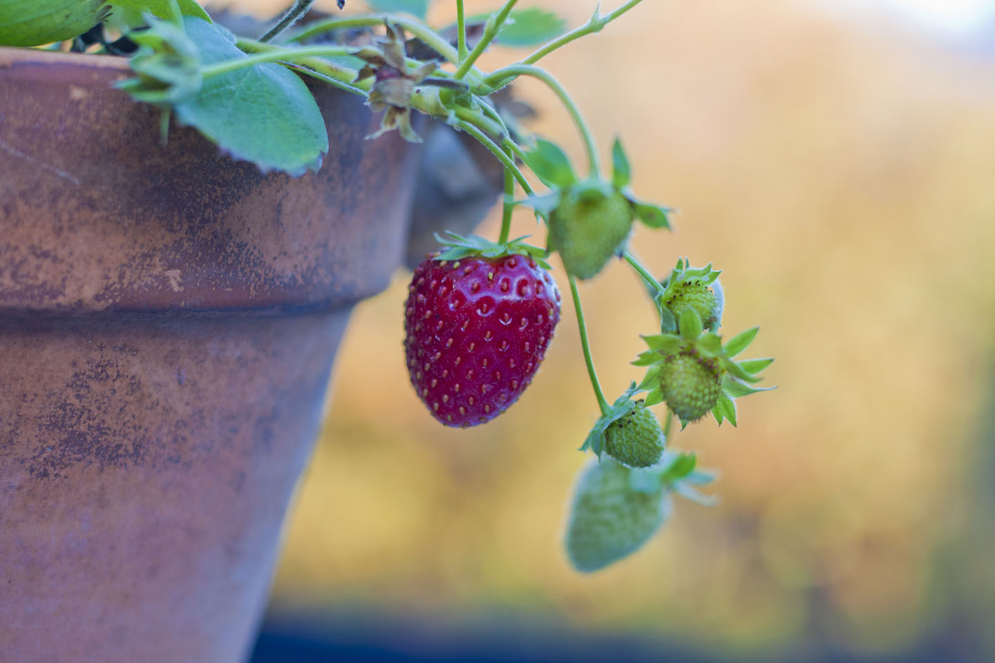66 Square Feet (Plus) Strawberries, of an evening