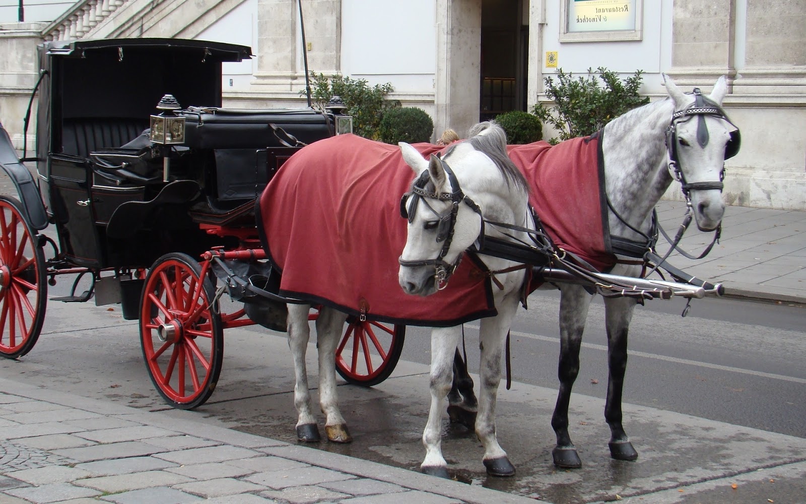 IMAGENES DE CABALLOS IMAGEN CABALLOS BLANCOS TIRANDO DEL CARRO