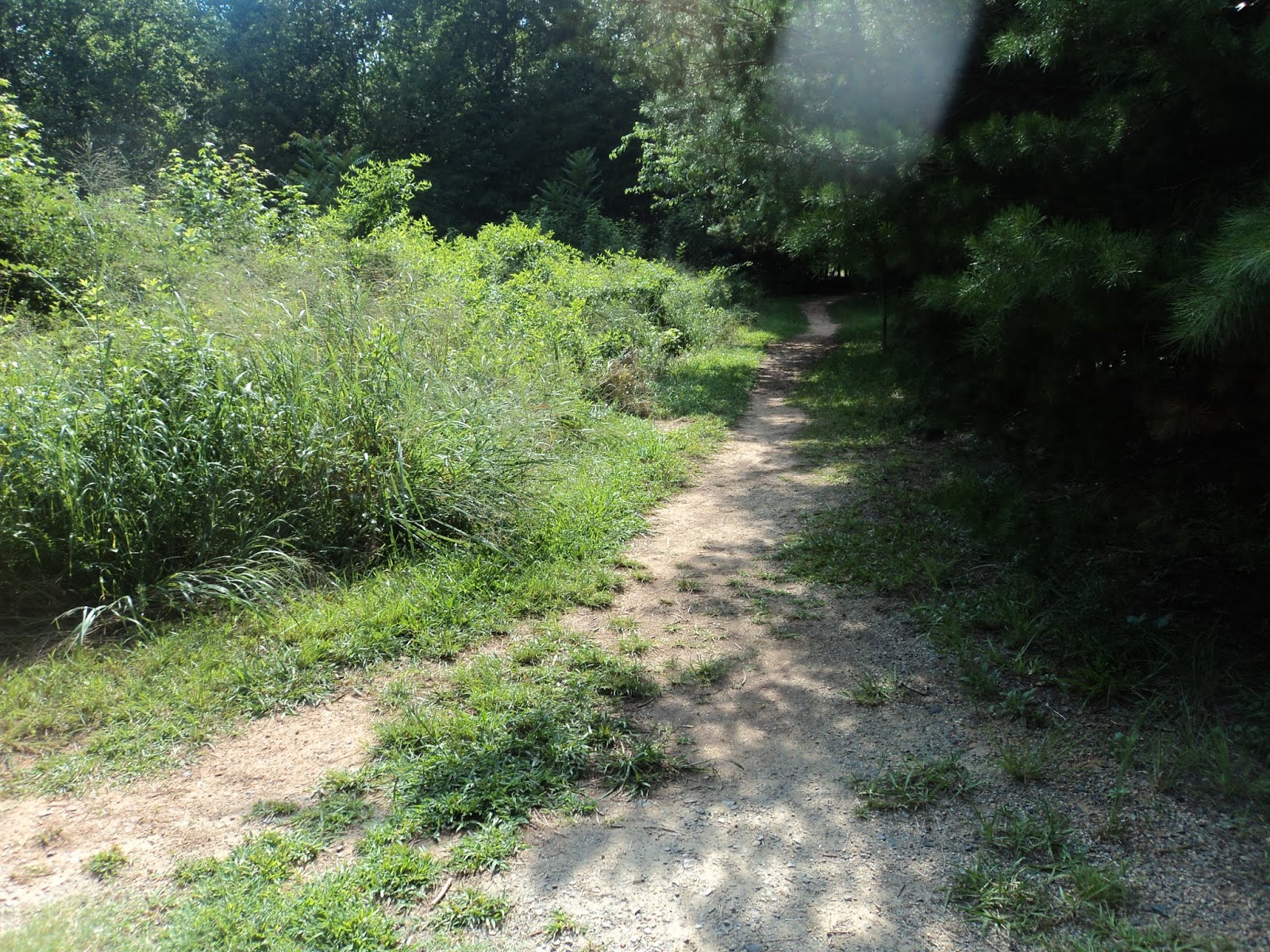 Parking Full Time Hiking Trail Journal Reedy Creek Park and Nature Preserve Umbrella Tree/Big
