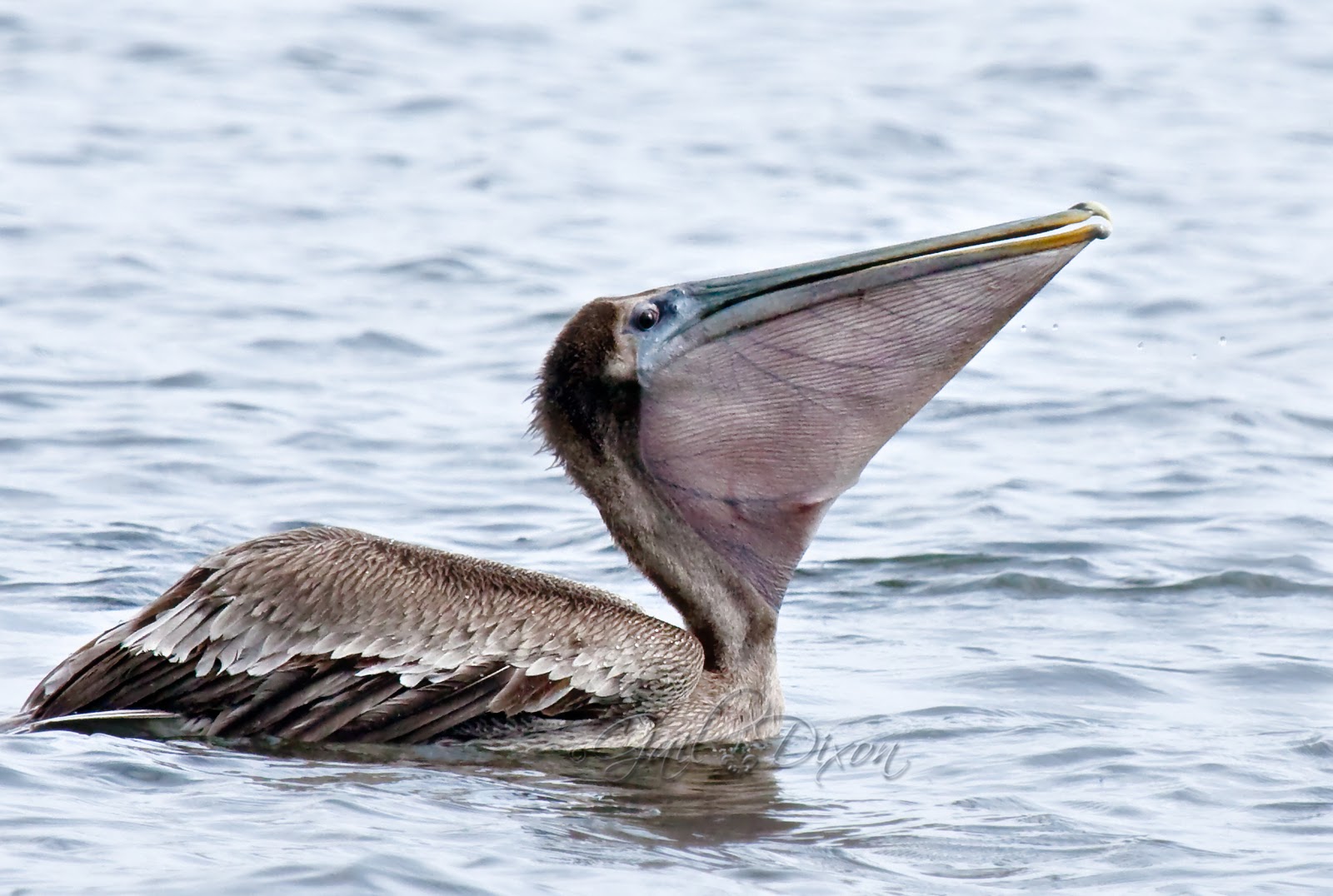 Louisiana Belle Brown Pelican Facts