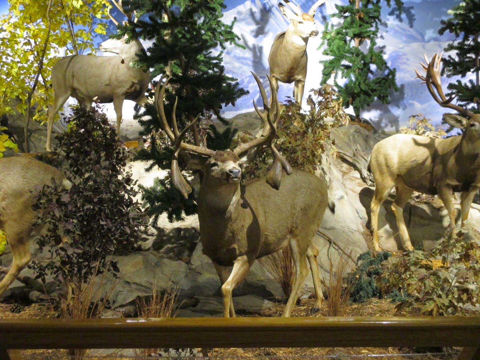 Backyard Excursions Kansas City Cabelas Mule Deer Museum