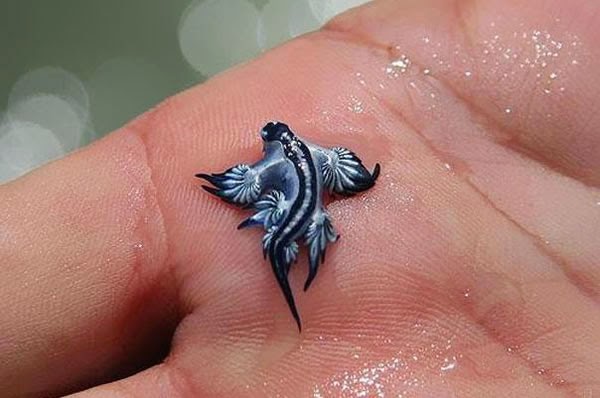Animals You May Not Have Known Existed - Glaucus Atlanticus