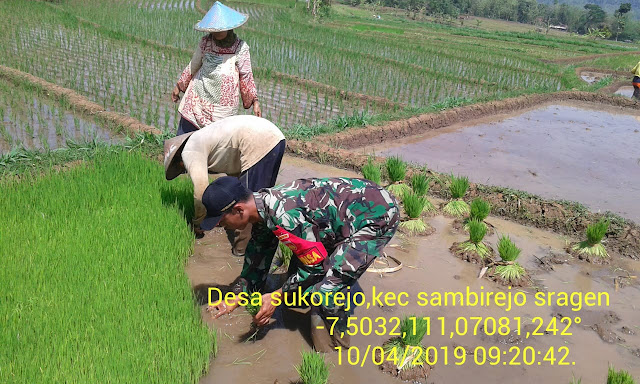 Lihat Semangatnya Babinsa Sukorejo Daud Bersama Petani Lihat Semangatnya Babinsa Sukorejo Daud Bersama Petani