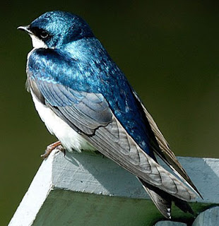 الطيور البرية في فلسطين Swallow