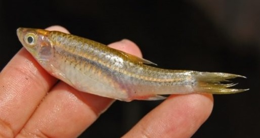 Umpan Mancing Ikan Wader di Sungai Yang Bagus Umpan Mancing Ikan Wader di Sungai Yang Bagus