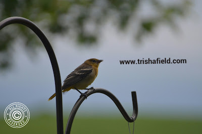 Oriole