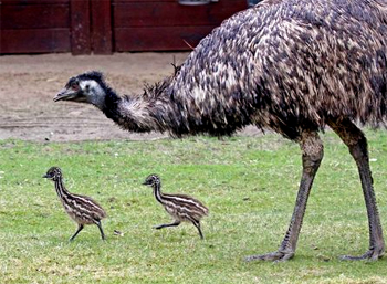 Emu Burung Raksasa Yang Gemar Mengembara Re Tawon
