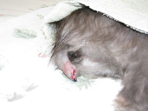 How Old To Cut Dog S Tail How Old To Cut Dog S Tail