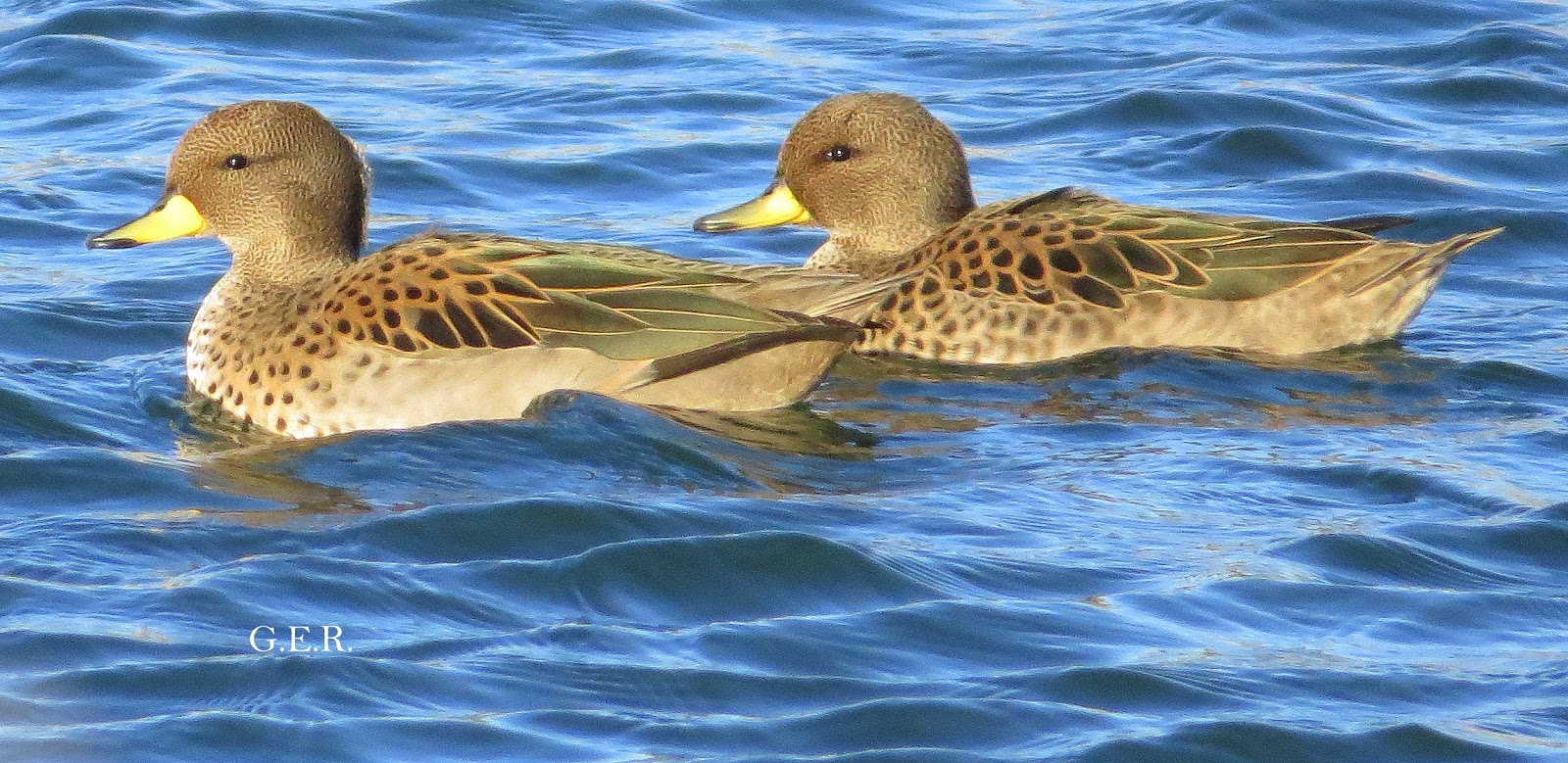 Aves del Golfo San Jorge: Tips para la identificación del Pato Barcino