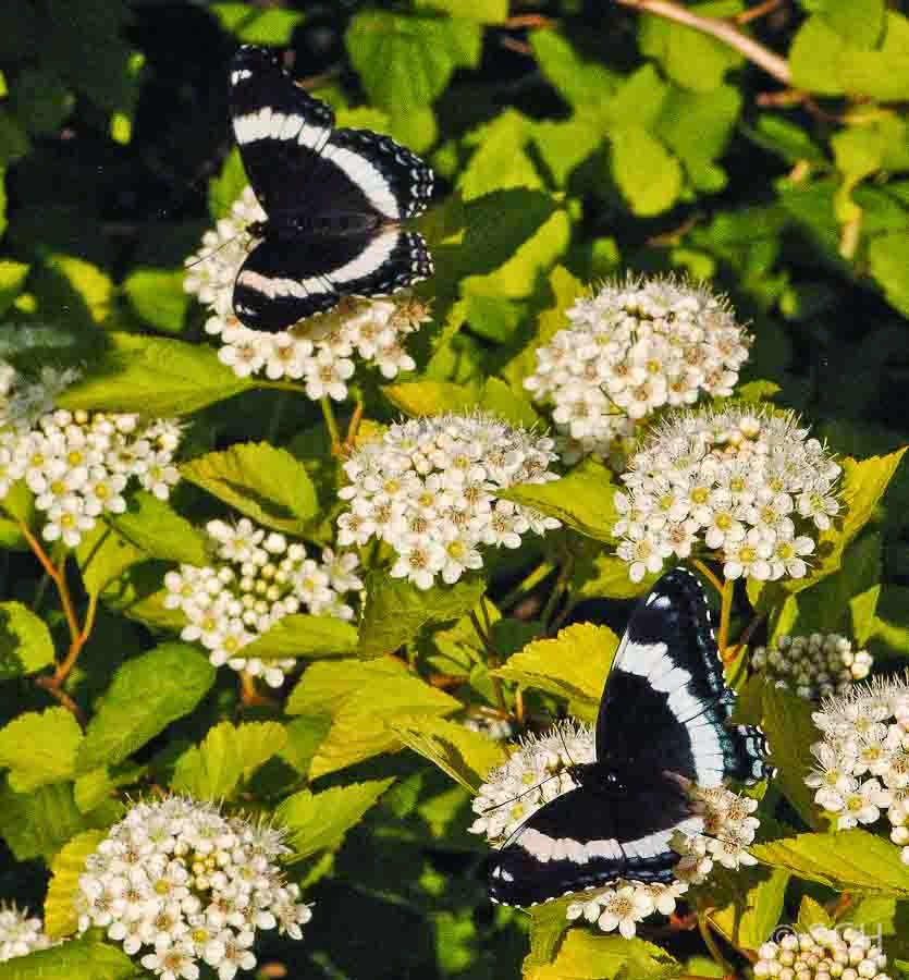 I was looking at pictures and I noticed that I had a picture of a butterfly  that alllllmost looked like a white admiral, but it had some…