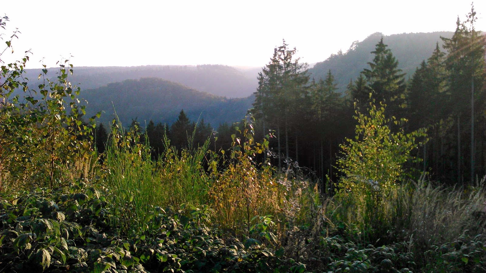 KATZENSPRUNG NACH MAGDEBURG 2014