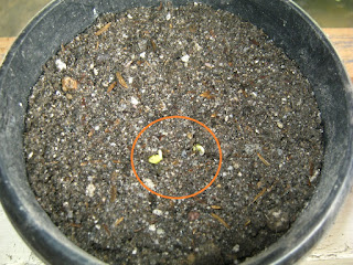 Radish seeds have started to Germinate