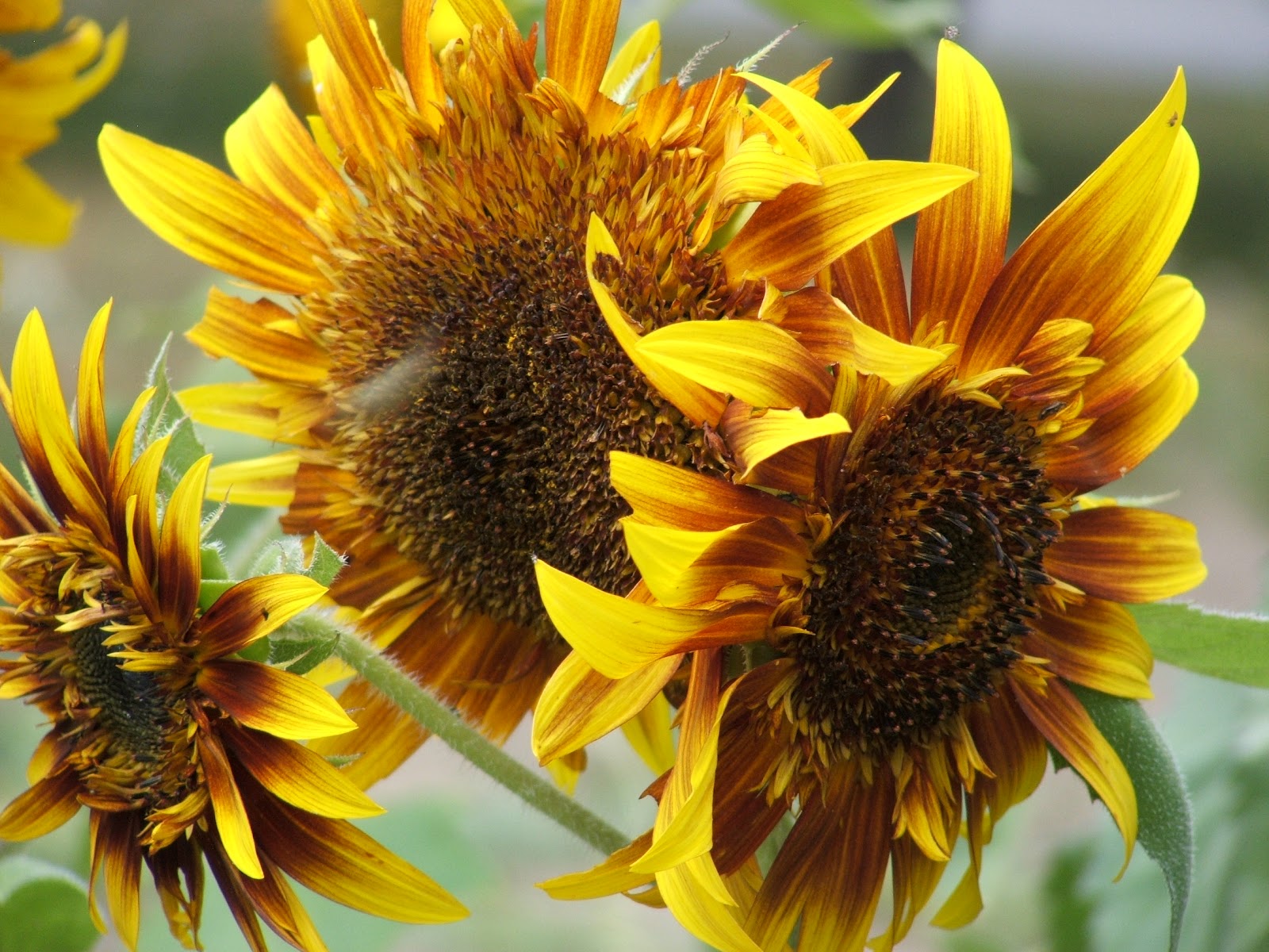 God's Growing Garden "VanGogh" Sunflowers (aka Jolly Joker)