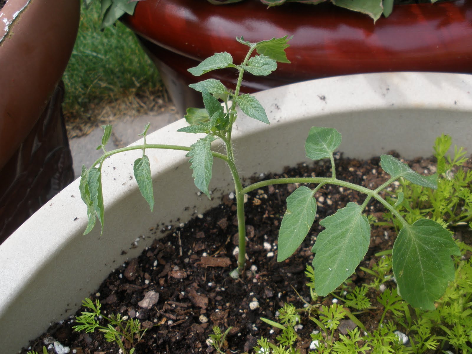 Casa Mariposa Weed Weed Tomato?