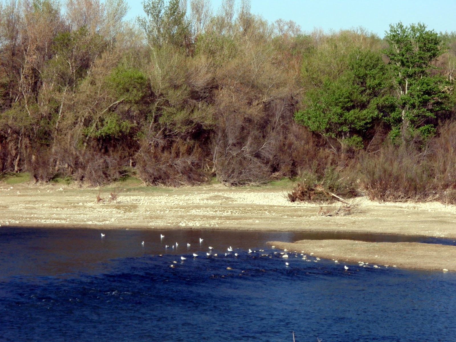 Bosque de galería basal seco