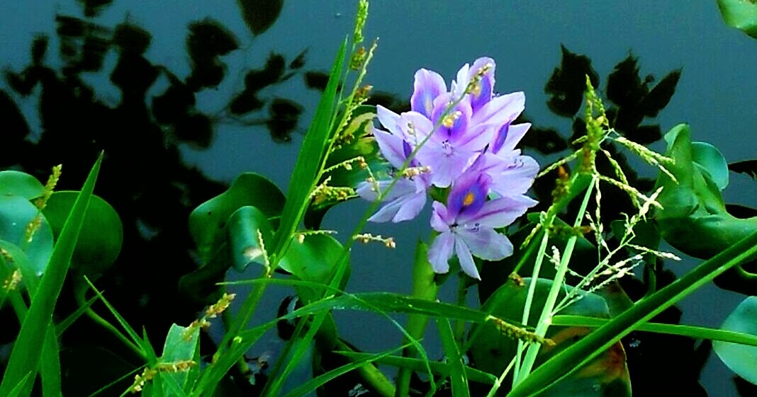 à¤¯à¥ à¤à¤¨ à¤¦à¤¿à¤¨à¥à¤ à¤à¥ à¤¬à¤¾à¤¤ à¤¹à¥ (à¤²à¤à¥à¤à¤¥à¤¾)