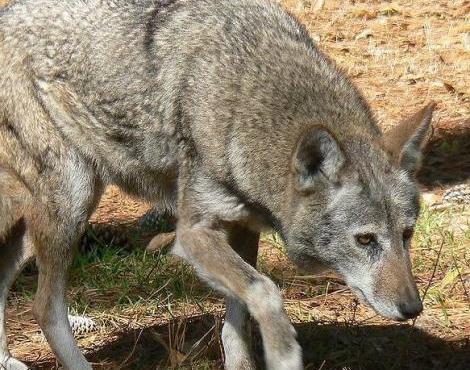 anything on animals: Red Wolf (Canis Lupus Rufus)