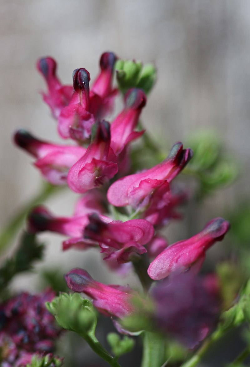Orchids and Chalk Grassland Flowers East Kent 29/04/17