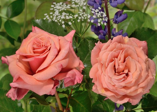 Ann Henderson rose сорт розы фото  
