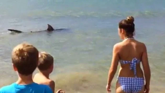 Ο καρχαρίας βγήκε... σεργιάνι στην παραλία! (ΒΙΝΤΕΟ)