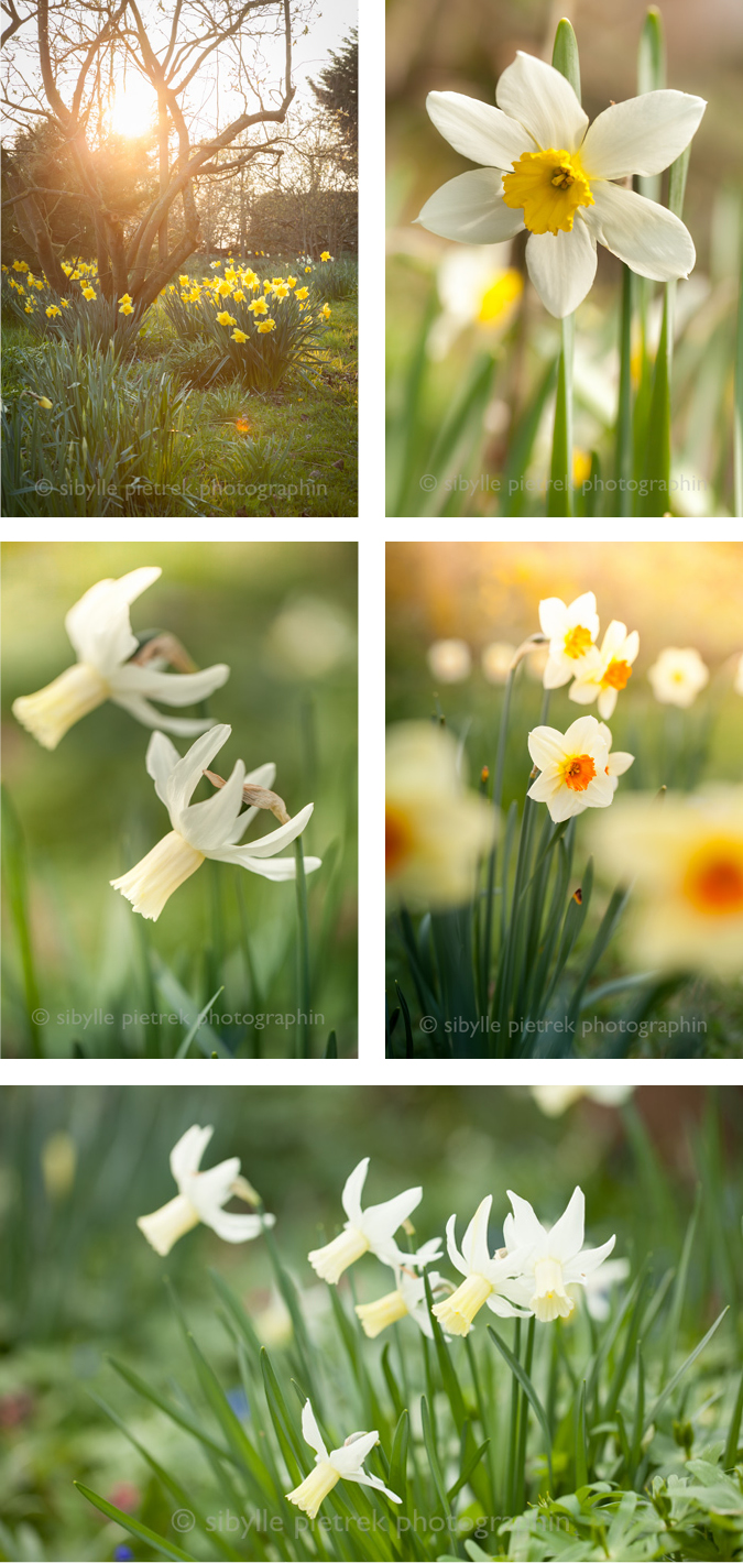 GartenblickGartenfotografie Es ist da ! "Der Traum vom englischen