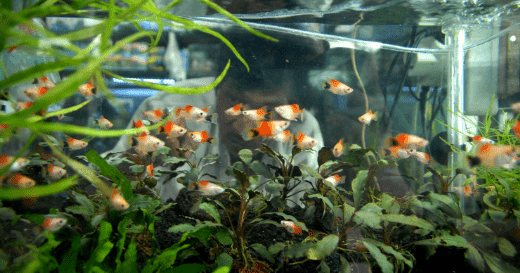 Ikan Hias Kecil - 11 Ikan Hias Kecil untuk Aquarium Kecil Kamu - Hewan