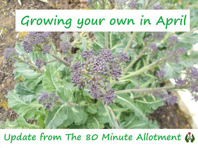 Grow your own April Update 80 Minute Allotment Green Fingered Blog