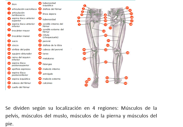 Tren inferior del cuerpo humano
