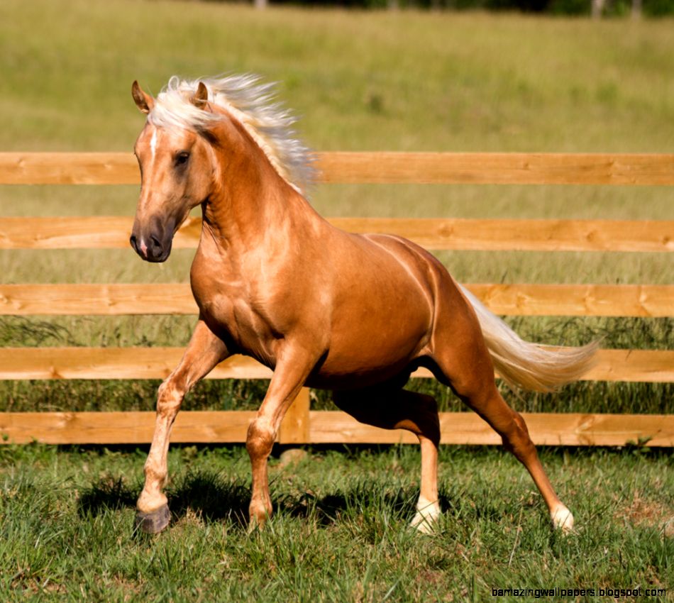 Palomino Andalusian Horses Amazing Wallpapers