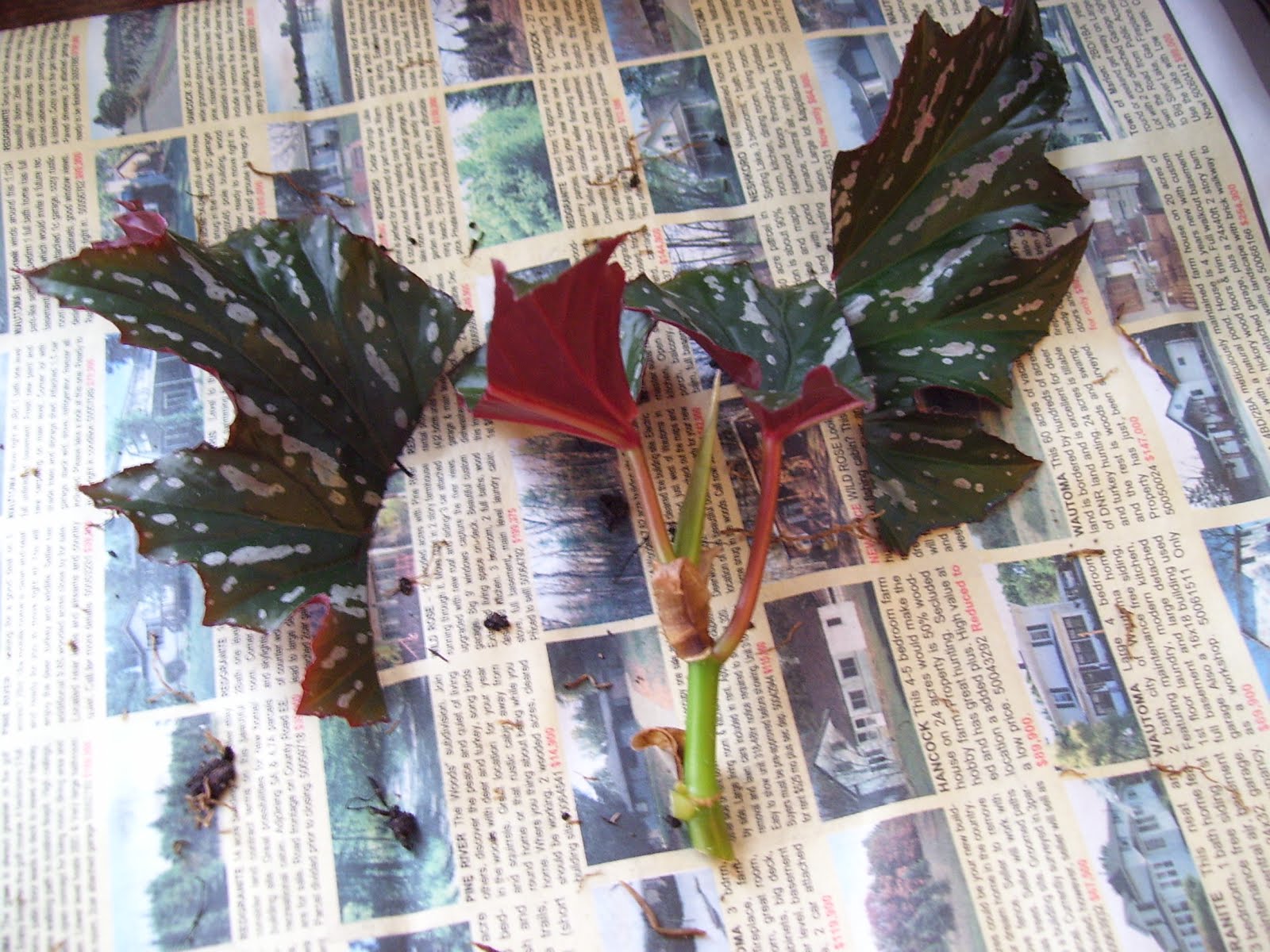 Talking to Plants Cane Begonias and What I Use for Potting Soil