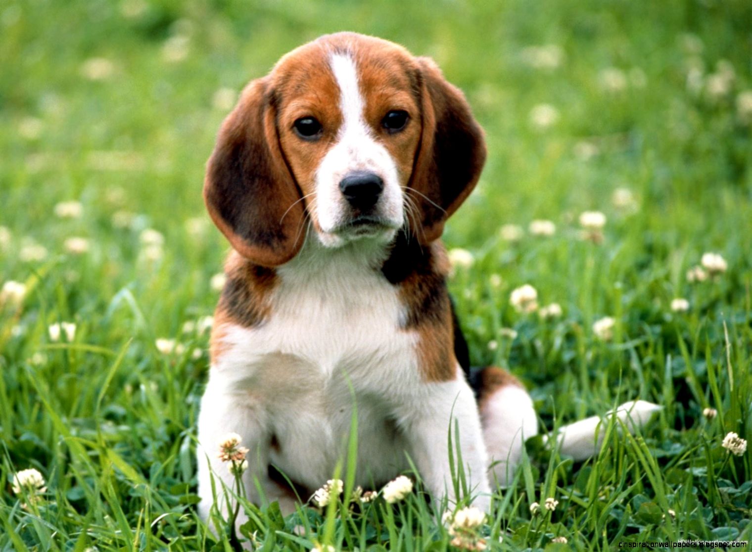 Beagle Dog
