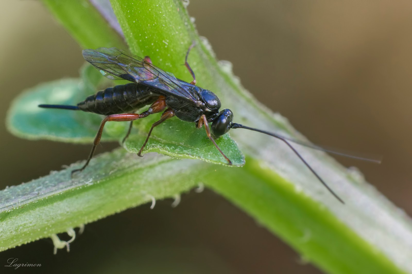 MACREANDO: septiembre 2015