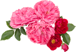 Flower_26.png