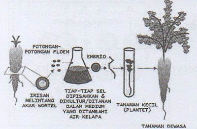 Pembahasan Soal Un Biologi Sma Paket 1 Soal No 32 Tahun Pelajaran 2016 2017 Blog Pak Pandani