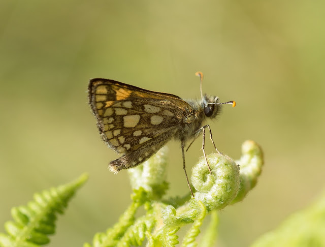 Chequered Skipper - Glasdrum Wood