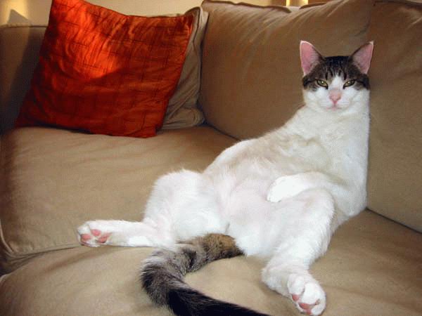 Funny Fat Cat Pics 4