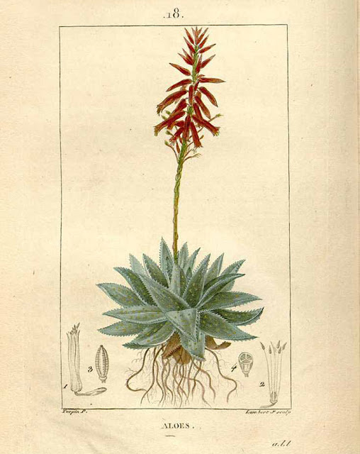Aloe mitriformis, inaczej Aloe perfoliata - opis, uprawa, pielęgnacja, pochodzenie, historia, nazwa. Jak podlewać, pielęgnować i uprawiać aloesa w domu w doniczce? 