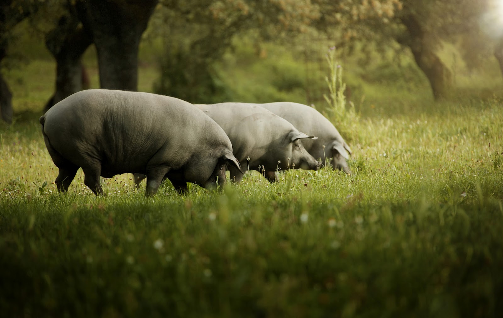 La Despensa Ecológica El cerdo ibérico y su hábitat natural, la dehesa