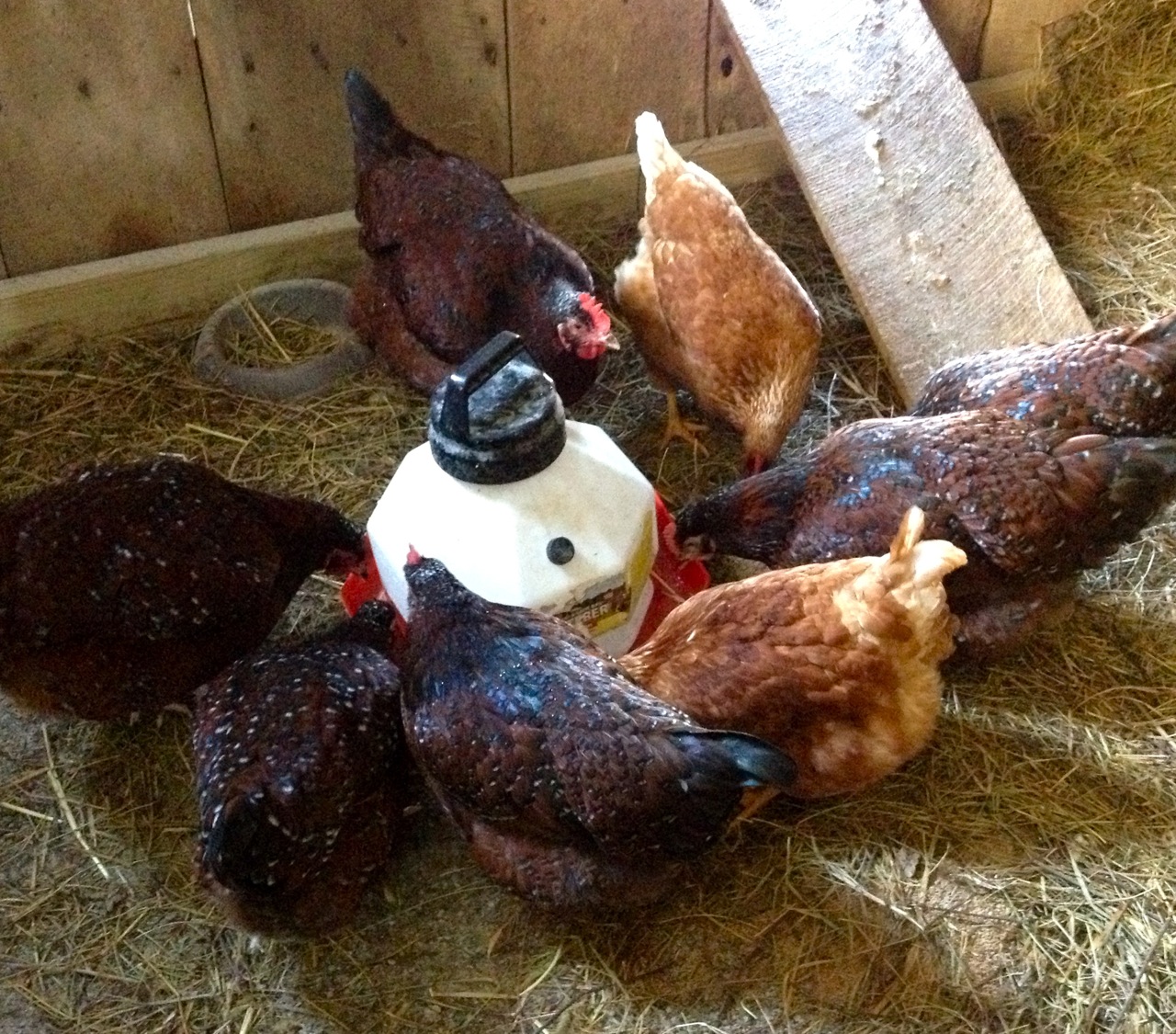 Farm Dover Chicken sitting