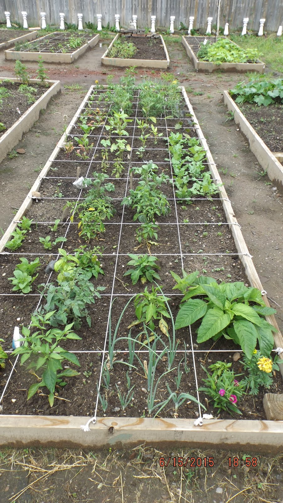 Transformed into Raised Beds