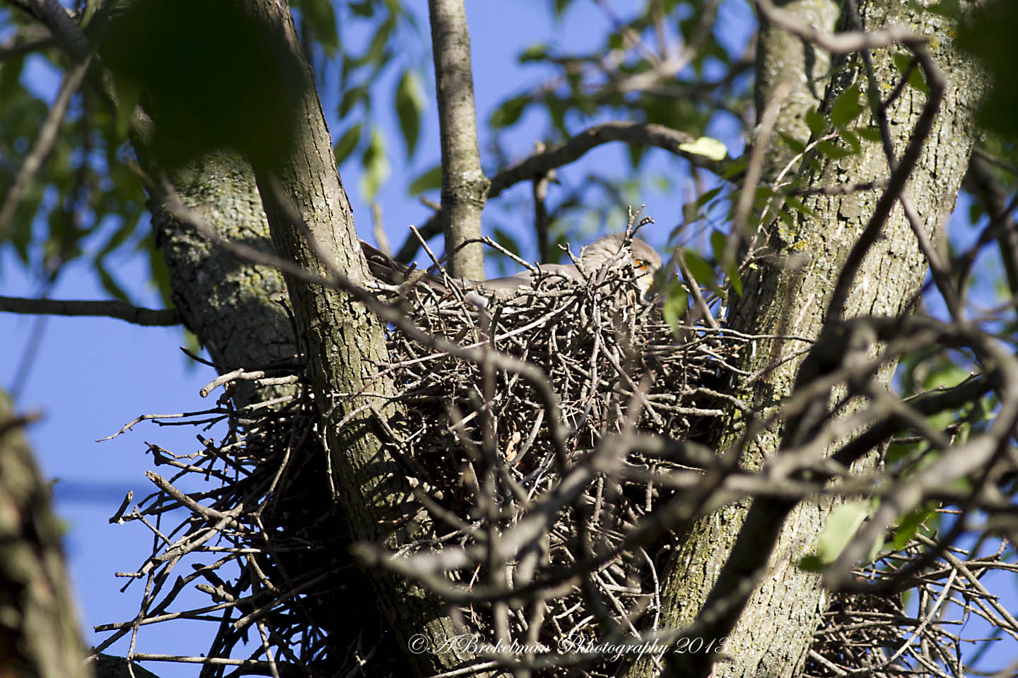 Cooper's Hawk Nest 2013 Female Cooper Hawk tucked in nest June 4, 2013