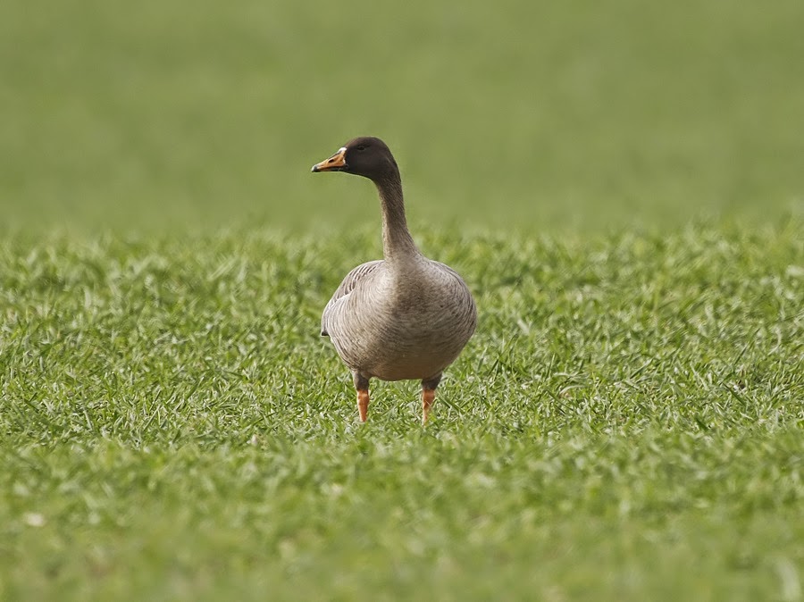 Archie's Peaky Birders Blog The Taiga Bean Geese in Worcestershire