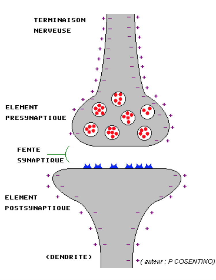 transmission synaptique.