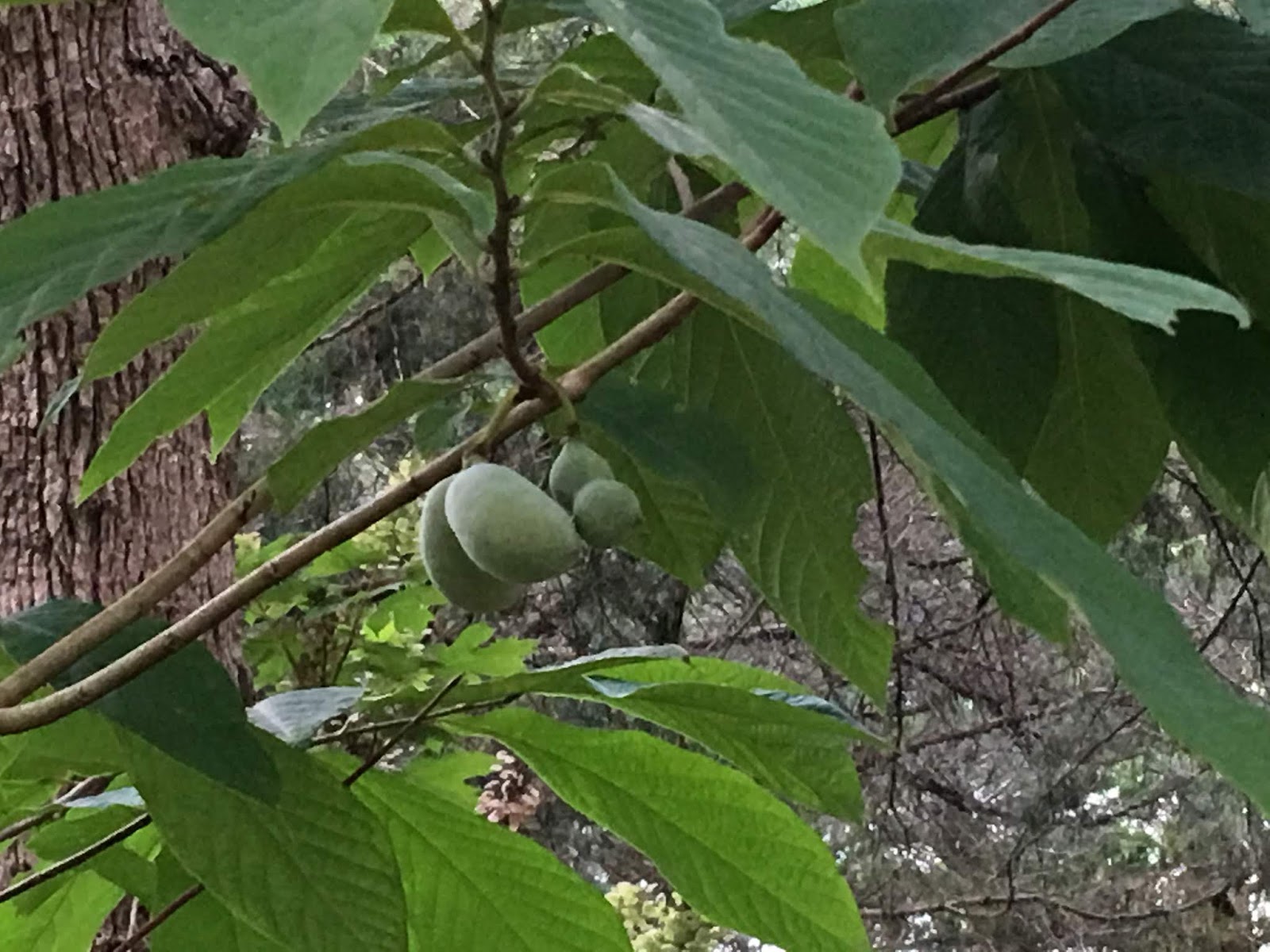 Lisa Bonassin's Garden My Paw Paw Tree Has Born Fruit June 10, 2018