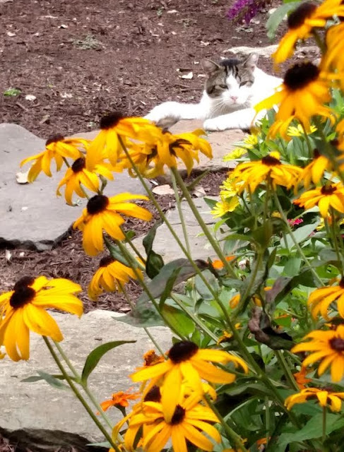 cat in the garden