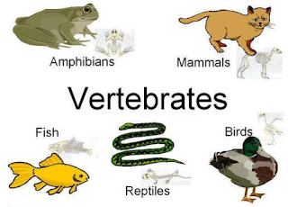 describe the trends you observed as you moved from sponges to vertebrates describe the trends you observed as you moved from sponges to vertebrates